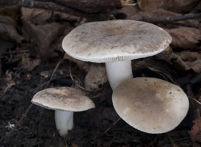 Lactarius azonites